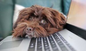 Dog on Computer Keyboard and How to Clean Your Computer Safely