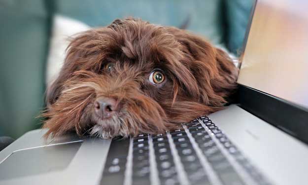 Dog on Computer Keyboard and How to Clean Your Computer Safely