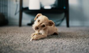 Dog Chewing Toy on Carpet and How to Clean Carpet Stains.