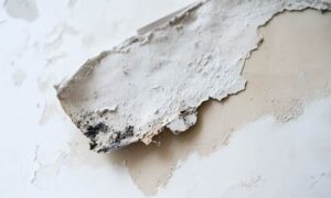 A Piece of Drywall with Black Mold and How to Remove the Black Mold.