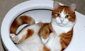 Orange Tabby Cat Curled Up in Toilet.