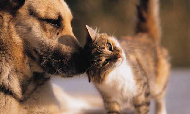 Cat and dog urine hotsell odor removal