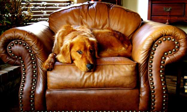 Dog Sitting in Leather Chair and How to Remove Stains