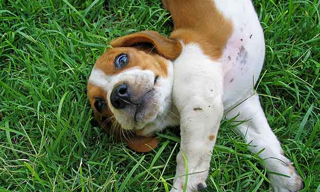 Little Puppy Rolling in the Grass.