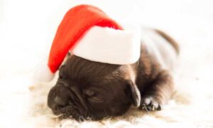 Cute Puppy with Christmas Hat.