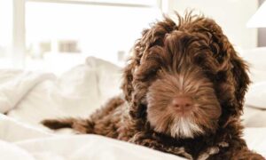 Dog Laying on Clean Bedding. Effective Ways to Eliminate Pet Odors.