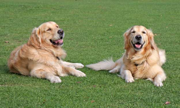 How to Remove Pet Stains from Carpet