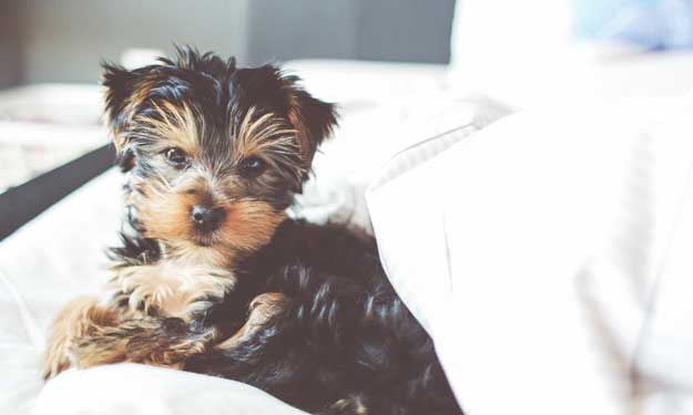 Cute Yorkshire Terrier Pupply Laying on Bed.