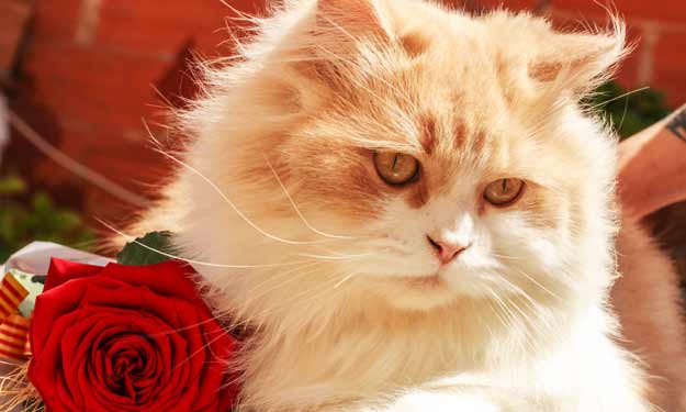 Cute Kitten with Red Rose that Smells Good.