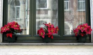 Clean Windows with Flowers on Outside Ledge.