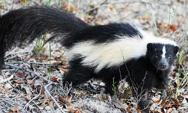 How to Remove Skunk Smells.