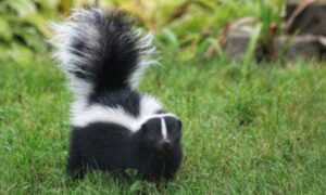 How to Get Rid of Skunk Smells.