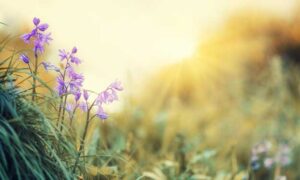 Quick list for Spring Cleaning Tips