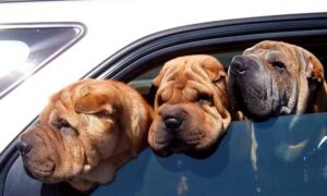 3 Dogs with Heads Looking Out Car Window.