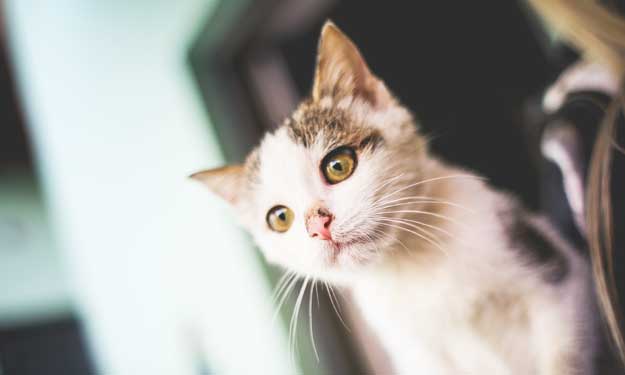 Calico Baby Kitten Staring at You.