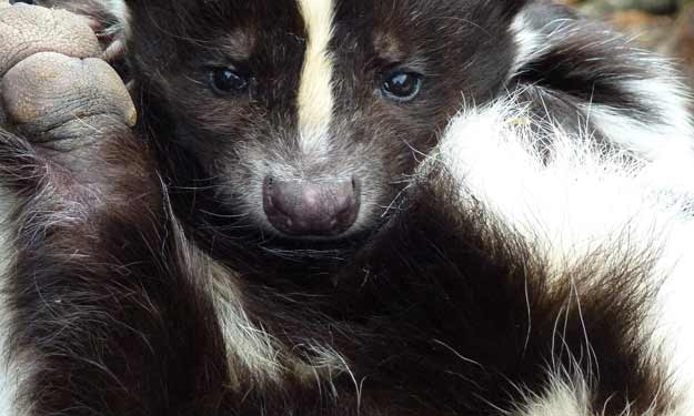 Cute Little Skunk and How you can Remove and Deodorize Their Spray.