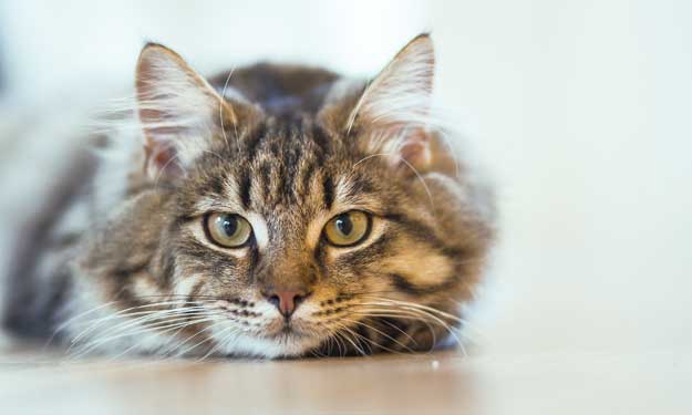 Adult Cat Laying on Floor Staring at You.