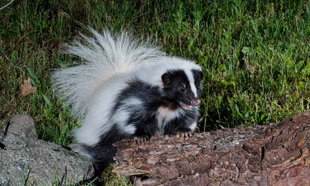 A Skunk at Night and How to Get Rid of Skunk Smell if Someone Gets Sprayed.