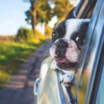 Cute Boston Terrier, Removing Pet Stains from Car Interiors.
