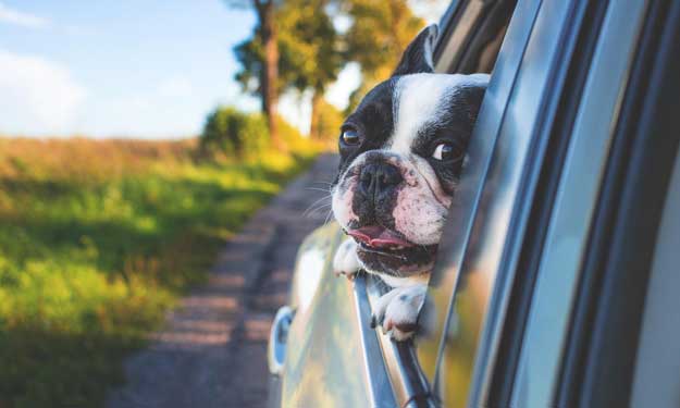 Cute Boston Terrier, Removing Pet Stains from Car Interiors.