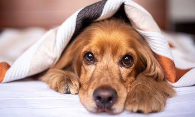 Dog Hiding Under Blanket After Leaving Drool Stains on the Furniture