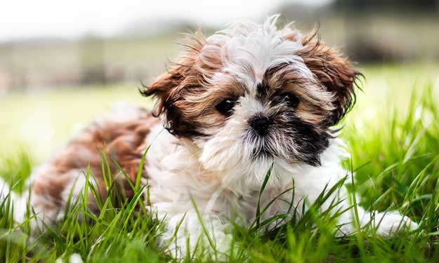 Can a Carpet Shampooer Remove Pet Odors from Your Adorable Pet.
