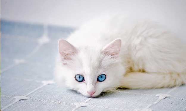 Adorable White Cat and the Difference Between Cleaning Cat Markings and Cat Accidents